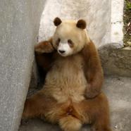 Őrület! Létezik barna színű panda!