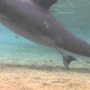 Lenyűgöző videó egy delfin születéséről