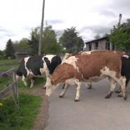 Bámulatos: a tehenek először kerülnek ki a szabadba!