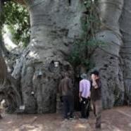 Kocsma a világ legnagyobb baobab fájában