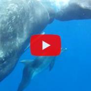 Örökbe fogadták a bálnák a deformálódott delfint.Nézd meg:)