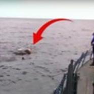 Egy elefánt a tengerbe:O Hogy került oda? Nézd meg te is a videót!
