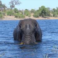 A férfi épp úszik amikor egy nagy elefánt megy felé