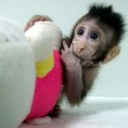 Itt vannak az első klón majmok! Nagyon cukik