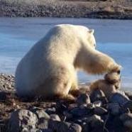 Tragédia lett a vége a kutyát simogató jegesmedvét bemutató videónak